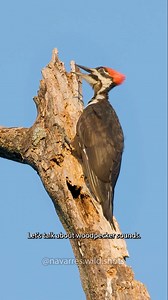 407K views · 16K reactions | Learn about woodpecker sounds 蝹 In this video you can see every US woodpecker species I've filmed and hear their various sounds including their drum calls 論 Which woodpecker was your favorite? #birdcalls #birdsounds | Navarre Marshall | Facebook