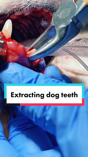 Dog dental extractions... #tiktokvet #veterinarian #dog #teeth