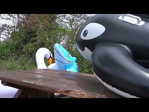 INFLATABLE WHALE - INFLATING & DEFLATING - PUMPING - NO POPPING