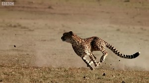 The ill-fated antelope was captured by the leopard in 5 minutes🫣 | American Animals