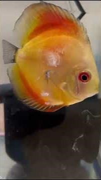 How to cure discus fish finrot& skin fungus