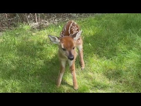 Wildlife experts explain what to do if you see a fawn