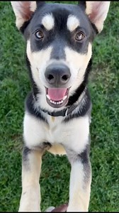 3.8K views · 89 reactions | Fen: #A1220894, Female, 1 year, 36 lbs,...