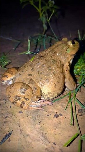 So Big Bullfrog for funny | Frog laughter | Frog joke hahaha | Video Funny