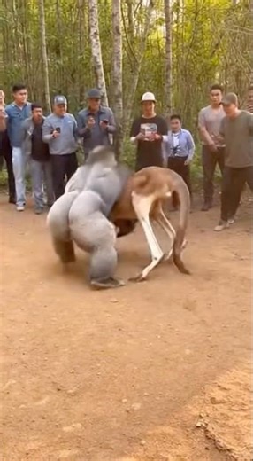 Kangaroo vs Gorilla: Power vs Precision Showdown