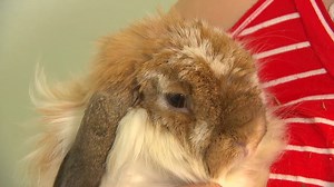 Pet rabbit owners worry as deadly disease confirmed on Orcas Island