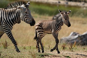Marwell Wildlife is celebrating the birth of two Hartmann’s mountain zebra foals. The Hartmann’s zebra is Vulnerable, and Marwell is one of the few UK zoos to breed the species. Marwell also manages the International Studbook and the European Ex situ Programme (EEP) for the species which are mainly found in Namibia but also Angola and South Africa. The first was born to Dayimani and Davu and the second was born to Dorotka and Davu. The wild Hartmann’s mountain zebra population suffered a dramati