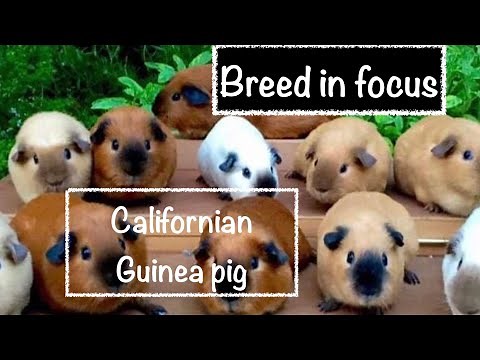Breed in Focus - The Californian Guinea Pig