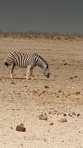 744K views · 6.4K reactions | Zebras and Springbok—two of Etosha’s most iconic residents in one frame in Namibia. #namibia #etosha #zebra #springbok #namibiatourism #visitnamibia #safari #wildlife #nature #desert #travelafrica #africansafari #explorepage #trendingvideos #viral | Nwrnamibia | Facebook