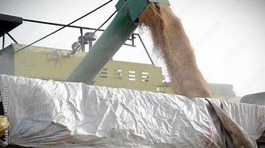 Wheat grain falling from combine harvester in trolley.