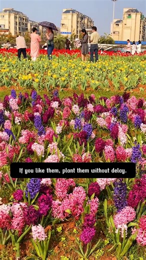 14K views · 167 reactions | Mixed Color Hyacinth Bulbs | Dodo Garden | Facebook