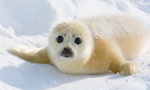 Foca polar | Anipedia