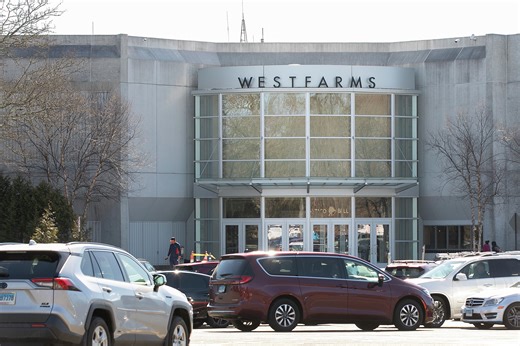 A black bear was spotted in a tree in West Hartford's Westfarms Mall parking lot