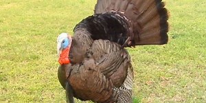 Spring turkey season set to open for five weeks