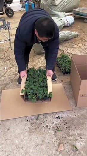 Seedling Packaging Method Using Carton Boxes