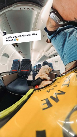 Guide Dogs on Airplanes: Navigating Travel with Ease