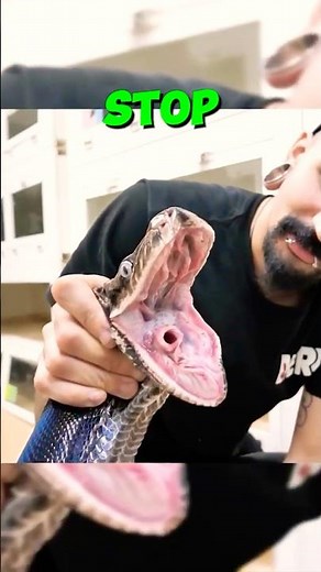 Why a snake can EAT itself ALIVE