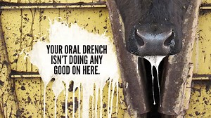 When administering high volume doses, cattle tend to spit them up. And at that point, the only thing it’s effective for is staining your boots. | Boehringer Ingelheim Cattle Health