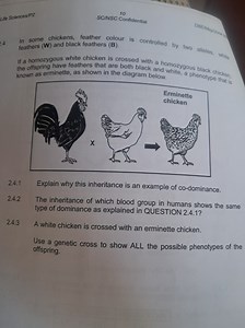 2.4.1 Explain why this inheritance is an example of co-dominanc... | Filo