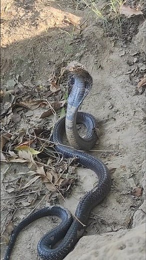 king cobra snake hoods up#snake #wildjogitv #wildlifeentertainment