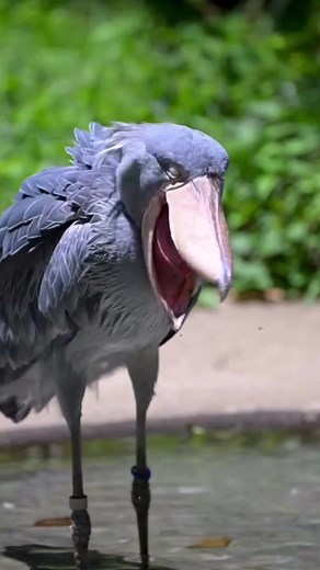 Shoebill Stork Enjoys a Refreshing Drink