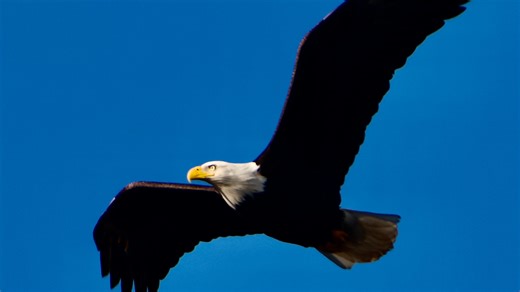 Celebrate our nation’s symbol at North Jersey bald eagle festival