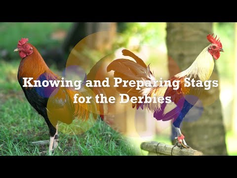 Knowing and Preparing Stags for the Derbies