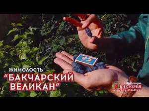 Выдающаяся жимолость "Бакчарский великан"