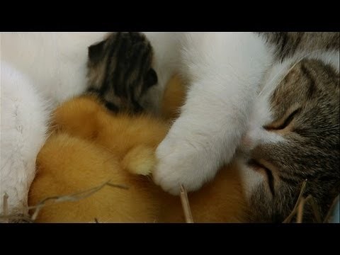 Cat cuddles kittens and adopted ducklings - Animal Odd Couples: Episode 1 Preview - BBC