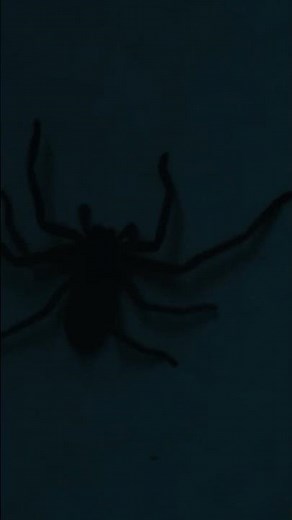 Something Crawling... 👀🕷️ #Wolfman #Shorts