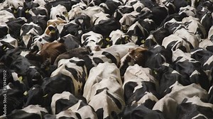 Cows From a Dairy Farm Brought to Slaughter at a Meat Factory.Livestock Defenders Save Depleted Animals From The Slaughterhouse. Keep Our Planet. Animal Abuse. Сhipped Сattle.