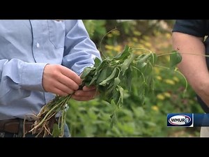 Grow it Green: Black swallow-wort