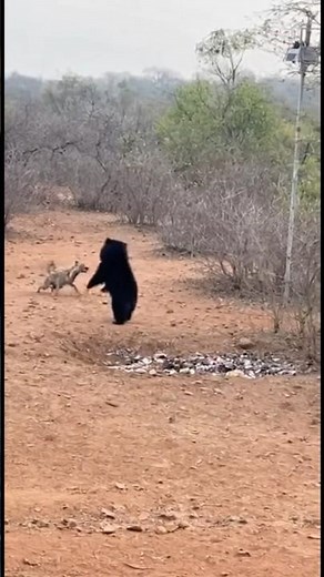 When a Hyena Crosses the Wrong Bear