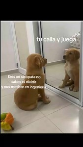 👷🏻¿Quieres diseñar como un profesional? 🤓 ️ ¡Empieza con AutoCAD! Te enseñamos los comandos básicos y trucos para que crees tus primeros dibujos en 2D y 3D. ¡Es más fácil de lo que piensas! 👌🔥 . . #AutoCAD #constructores #diseño #ingenieria #arquitectura #tipsdeconstrucción #AutoCADtricks #tutorialesAutoCAD Créditos: brayanmayerlondono - TikTok | Master en CAD