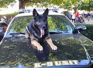 Beloved Enfield Police Dog Passes Away