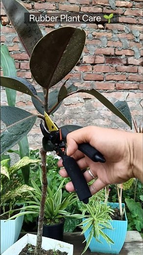 Rubber Plant Care🌿#rubberplant #garden #plants