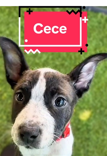🌴TAMPA, FL— Come meet Cece this Saturday 3/14 at our adoption event!! She’s a 7 week old Blue Heeler puppy who loves to play play play (especially with other dogs) & then settle in for cuddles after. ❤️ My ideal home would have: • A dog sibling (big or small!)🐶🐕 • Kids of any age 👶👧🧒 • A fenced backyard where I can run and play 🌿🎾 If you’re ready for a playful, loving, smart little shadow who will stick by your side and fill your home with joy, zoomies, and cuddles… I’m ready to meet you
