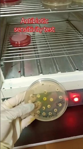 antibiotic sensitivity test ll #microbiology #medicalstudent #viralvideo #studyclasses #shortvideo