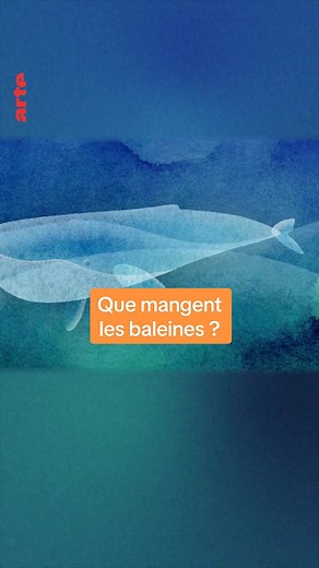La Baleine et son Régime Alimentaire: Le Krill