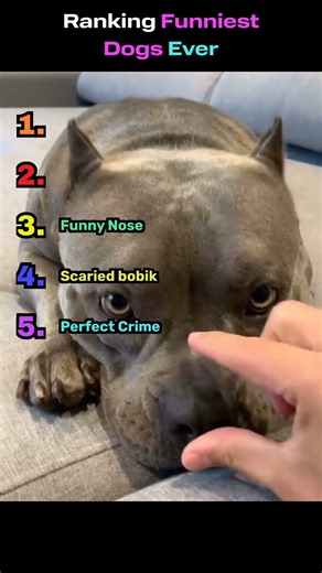 Ranking Funniest Dogs Ever #dogs #funny #shorts