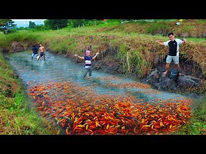 Amazing Fish Farming Harvest -Harvesting Thousands of Fish, Why do Fish grow so fast on mud-pond