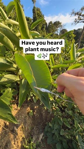 1.5K reactions · 64 comments | Have you heard plant music?  This plant is connected to a device called PlantWave, which translates the plant’s electrical signals into sound. Each note you hear is generated in real time based on the plant’s biorhythms. It’s not a recording—it’s a living performance. What plant will you listen to? Learn more at PlantWave.com #PlantWave #PlantMusic #nature #plants | PlantWave | Facebook