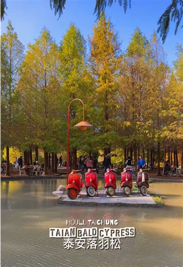 Explore Taian Bald Cypress in Autumn's Beauty