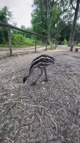 Baby emus capture hearts with curious exploration