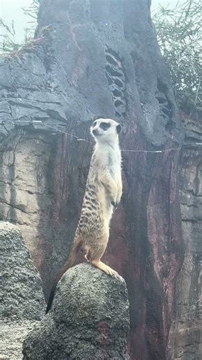 Meerkat gave me lion king vibes