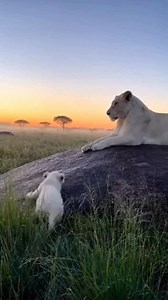 😍🥰 Cubs keeping the energy up • Rare White Lion Cubs Born at an Australian Zoo! White lion cubs are rare, beautiful variations of African lions, born from parents carrying a recessive gene (leucism), not albinism, resulting in white fur but often blue/gold eyes and normal pigmentation on pads/lips. These cubs are highly visible, making survival challenging in the wild due to predators, though they are born with a fighting spirit, often born in South Africa’s Timbavati region. . . . . #lions #a