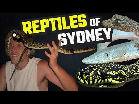 FINDING AUSSIE REPTILES IN NORTH-WEST SYDNEY | HERPING THE HAWKESBURY | PYTHONS, GECKOS & FROGS