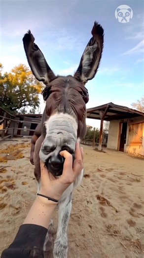 35K views · 22 reactions | Checking how donkey looks with AI mask | Creative Panda | Facebook