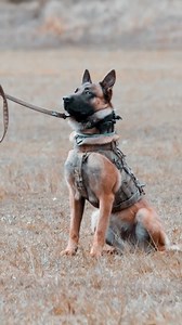 Happy Military Working Dog Day! 1st Military Police Battalion 🙌. Thanks to WarPigs and 1st Brigade - Australian Army Military Camera Team! | 17th Sustainment Brigade - Australian Army
