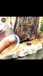 7.2M views · 58K reactions | Mag-ingat sa Asian Giant Hornet #bee #facts #amazing #viral #reels #fyp #tagalog | Infactz Hub | Facebook